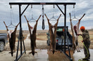 Minerva Creek - Makers of Specialty Game Hoisting Systems